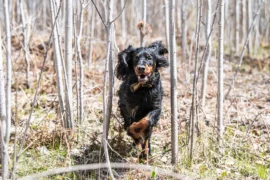 Brown dog running through trees