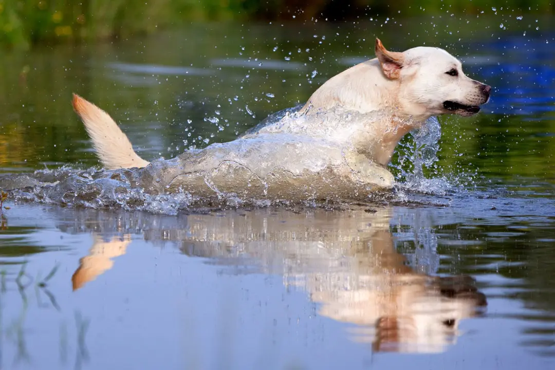 yellow lab in water