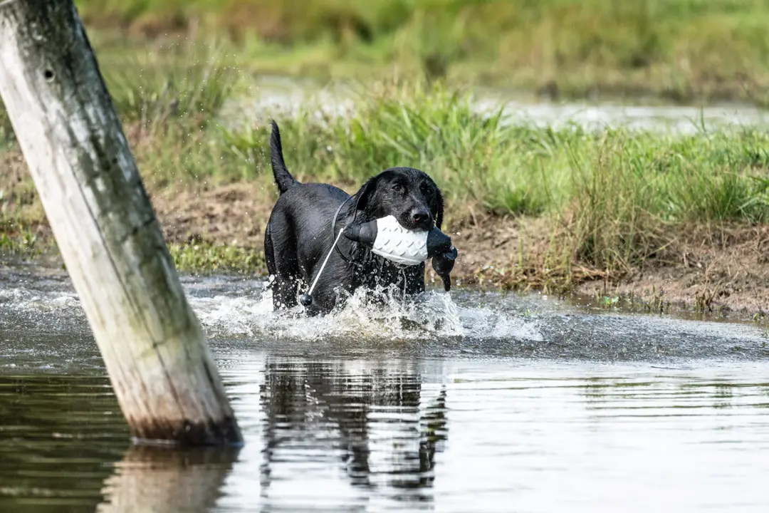 black lab retrieving in training