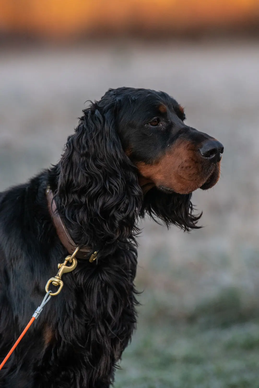 setter on a check cord