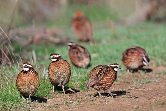 quail on a patch of grass