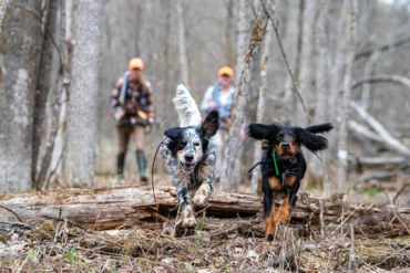 Two dogs running through the woods with two hunters in tow