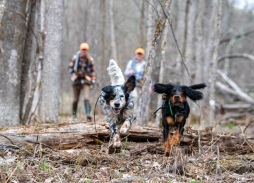 Two dogs running through the woods with two hunters in tow