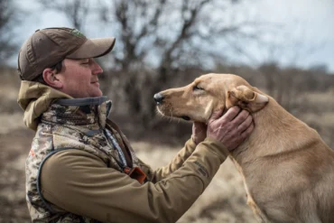 Dog Handler checks over a yellow Lab on a tailgate