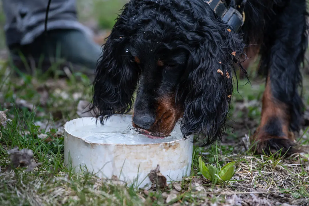 Setter drinks water from a bowl