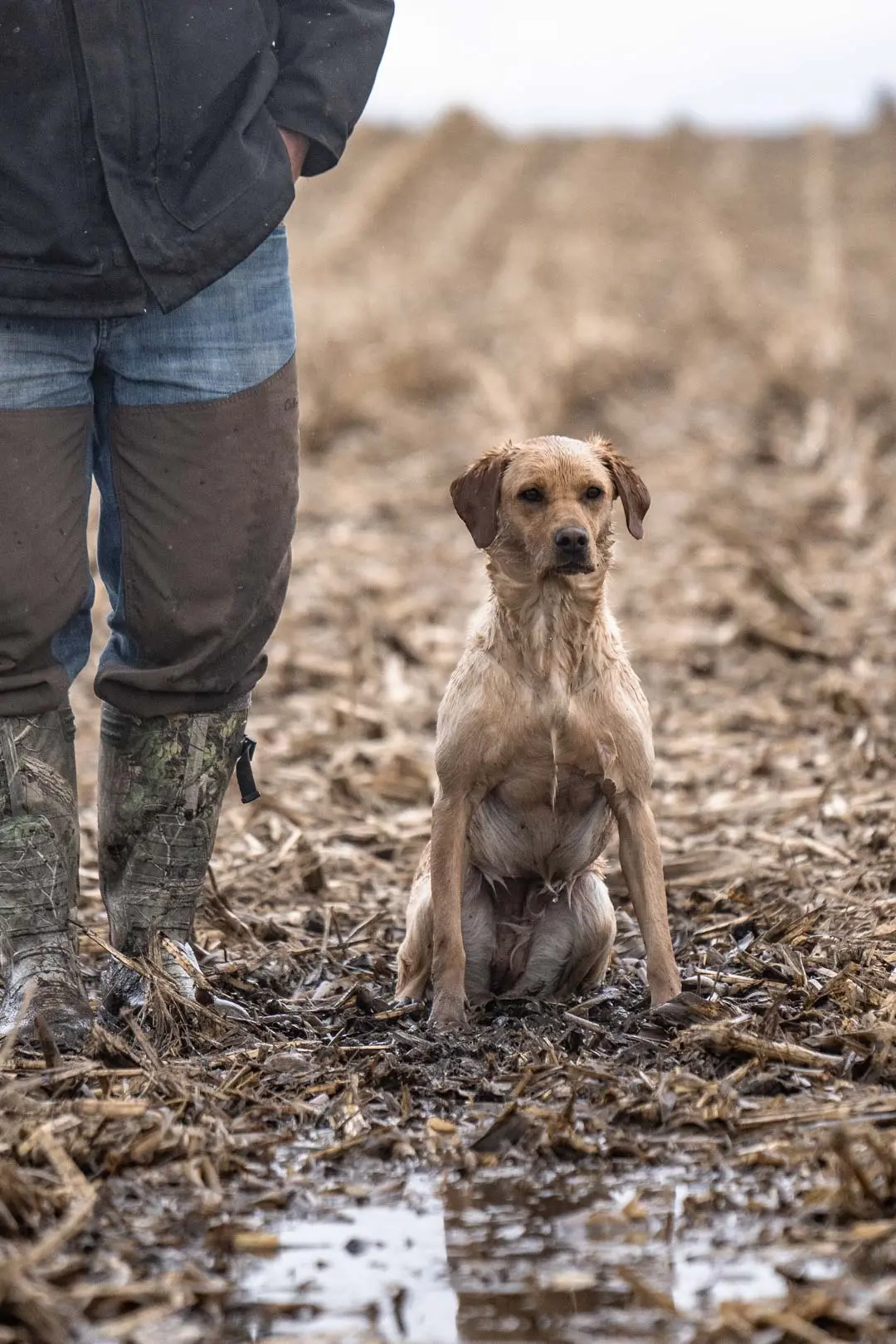 Yellow Lab in a muddy field