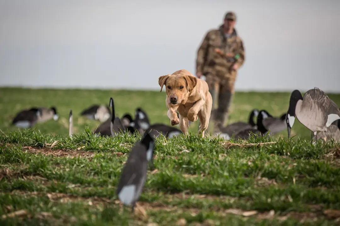 Yellow Lab in field of decoys