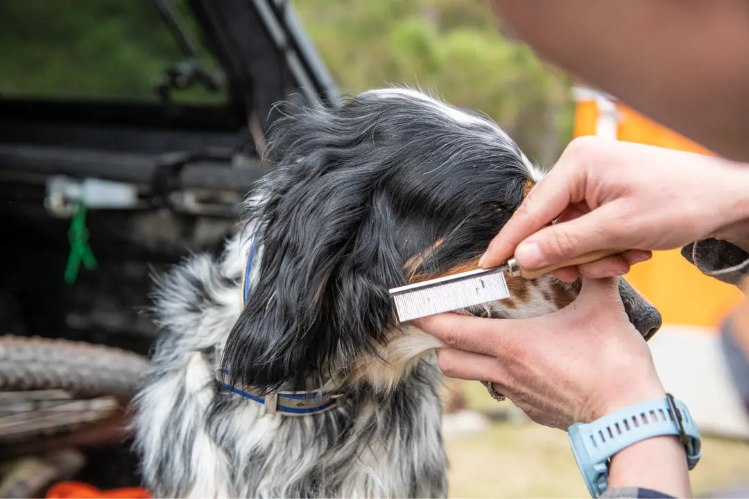 Handler using comb to clean dogs ears