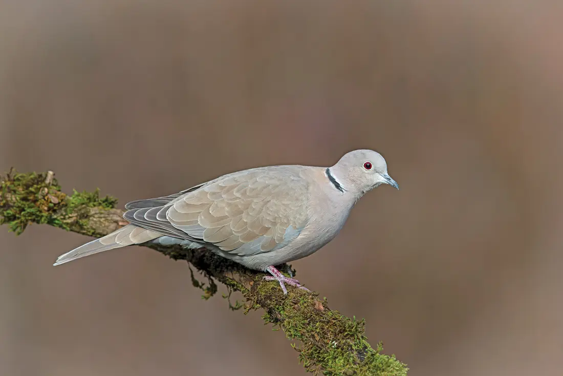 Dove on branch