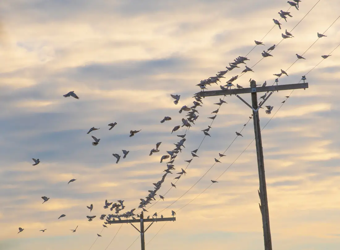 A couple of hours before sundown doves on utility wires before heading to cropfields or feedlots to gorge on grain.