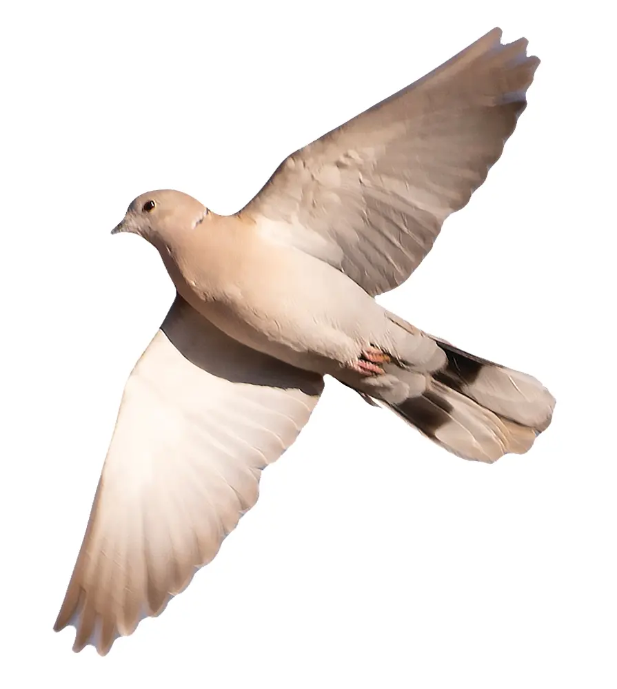 Dove in flight