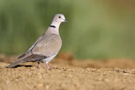 Eurasian collared dove strutting