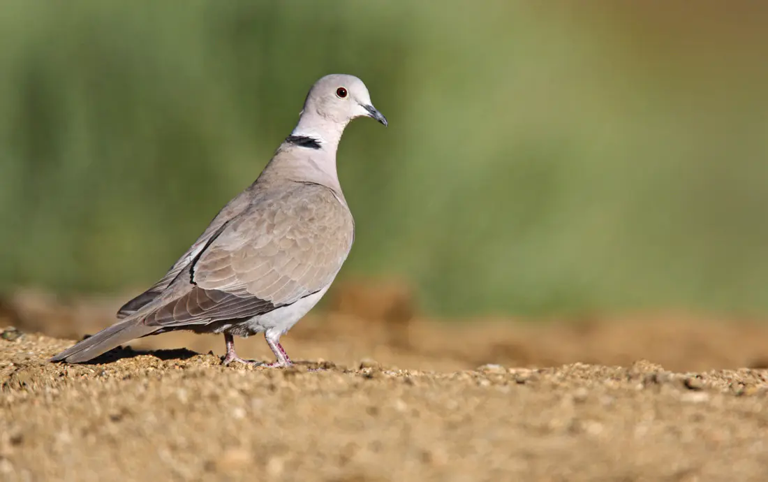 Eurasian collared dove strutting