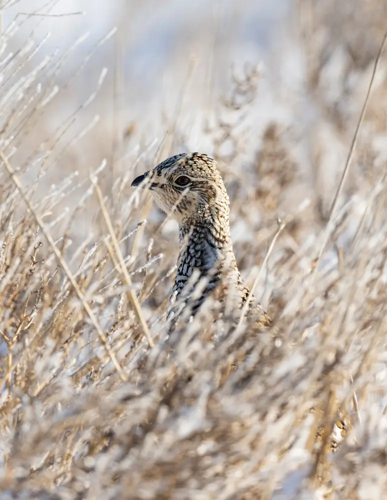 Pheasant