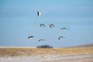Sharptails in flight