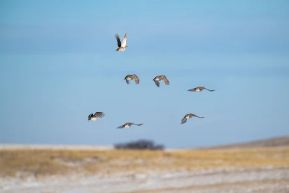 Sharptails in flight