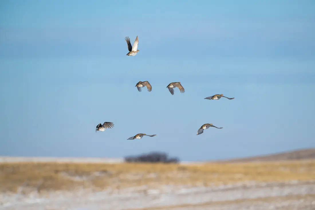 Sharptails in flight