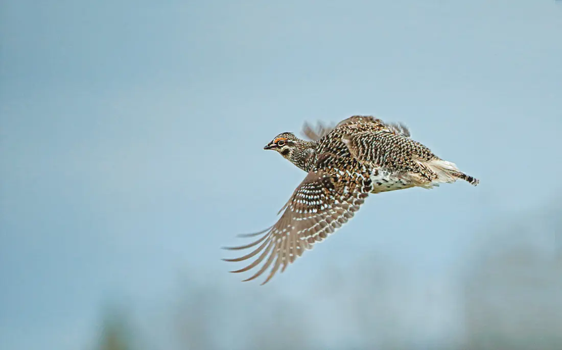 bird in flight