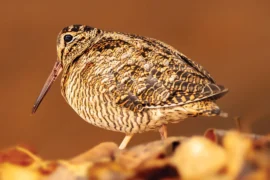 woodcock