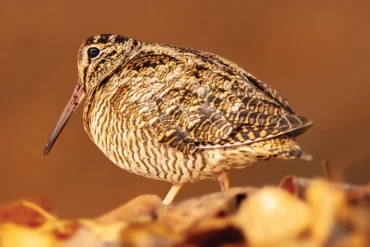 woodcock