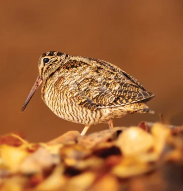 woodcock