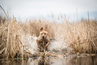 Hunting Dog leaping through water
