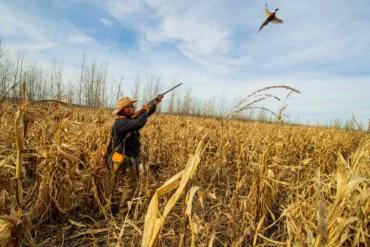 Pheasant Bonanza Pheasant and Hunter