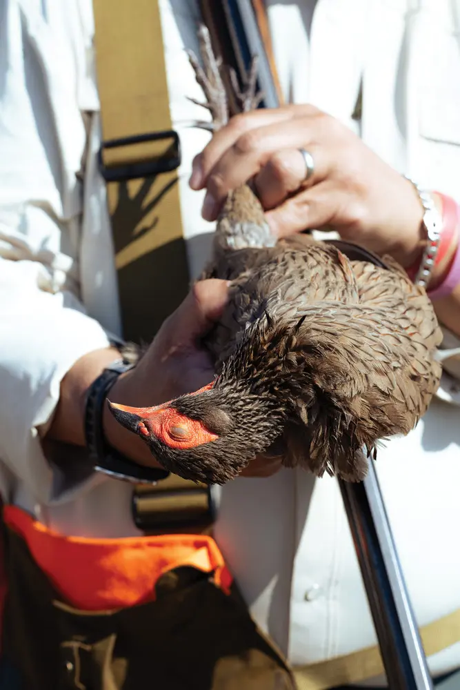 Bird in hand