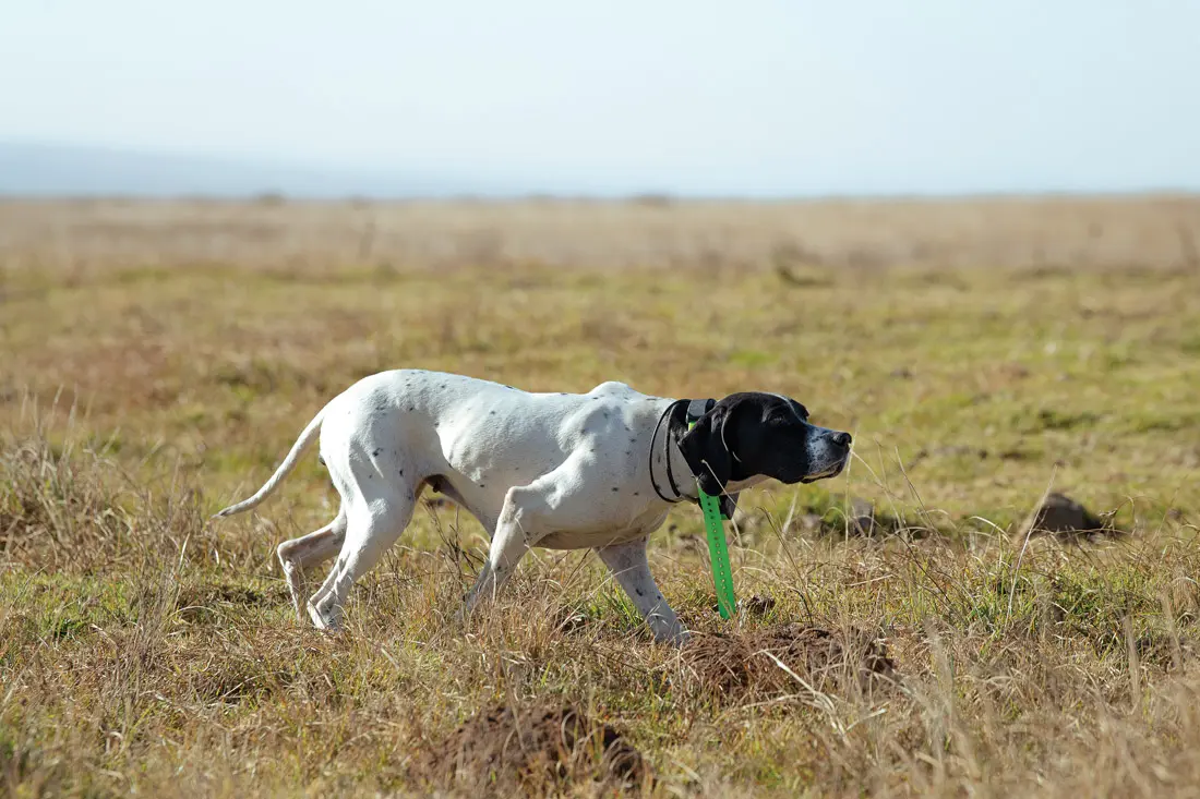 dog hunting