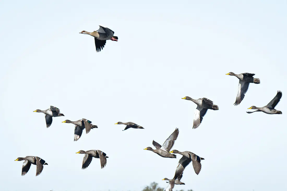 Flocks of birds
