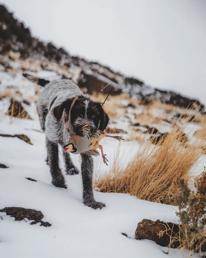 Dog walking in the snow with bird in mouth