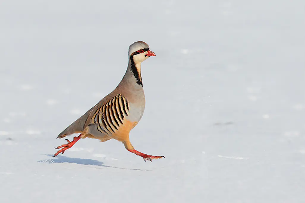 bird skipping through the snow