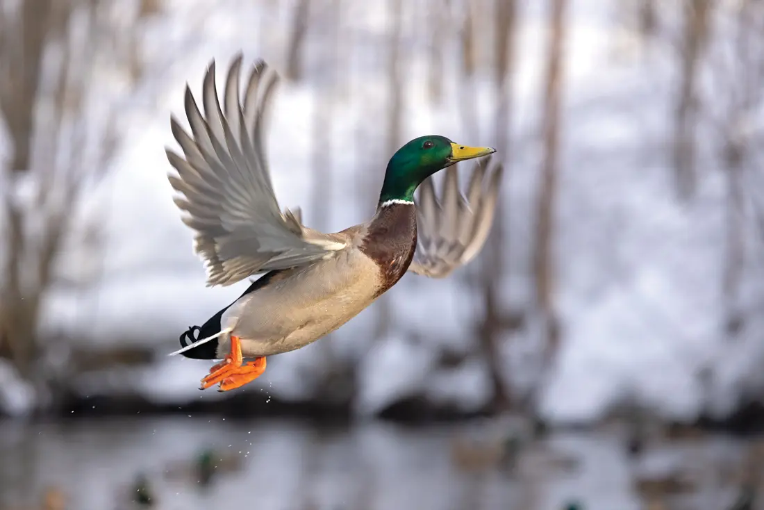 mallard in flight