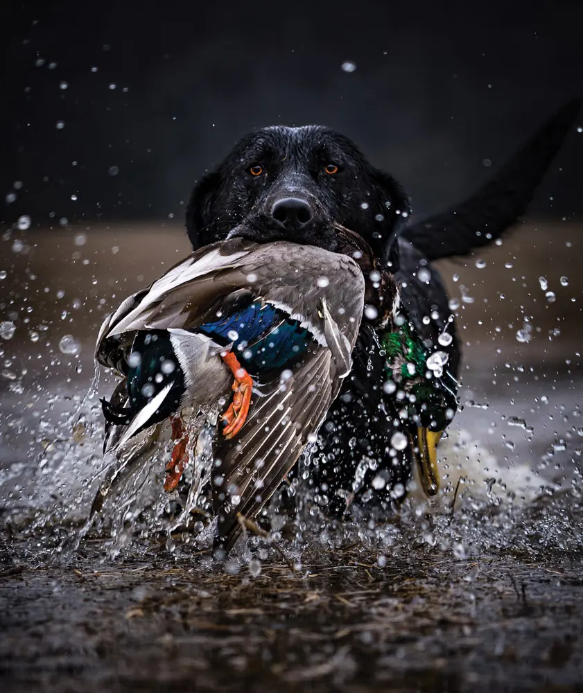 hunting dog retrieving bird