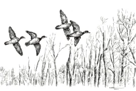 sketch of ducks in flight