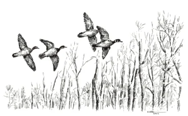 sketch of ducks in flight