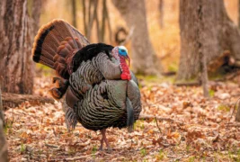 turkey in fall