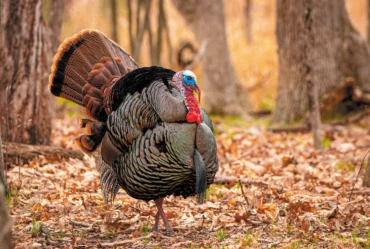 turkey in fall