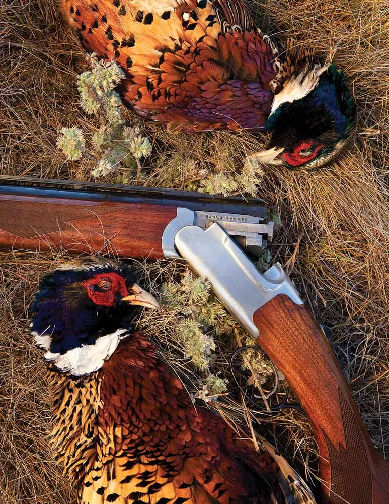 Pheasant and a gun