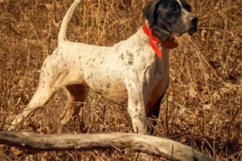 dog pointing