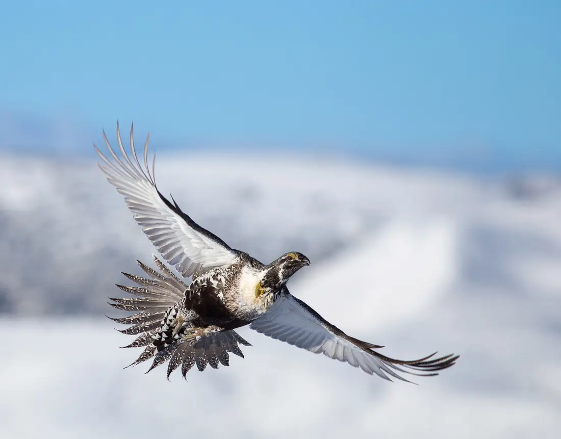 sage grouse in flight
