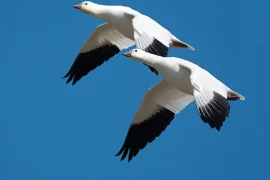 Goose in flight