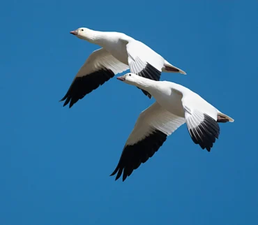 Goose in flight