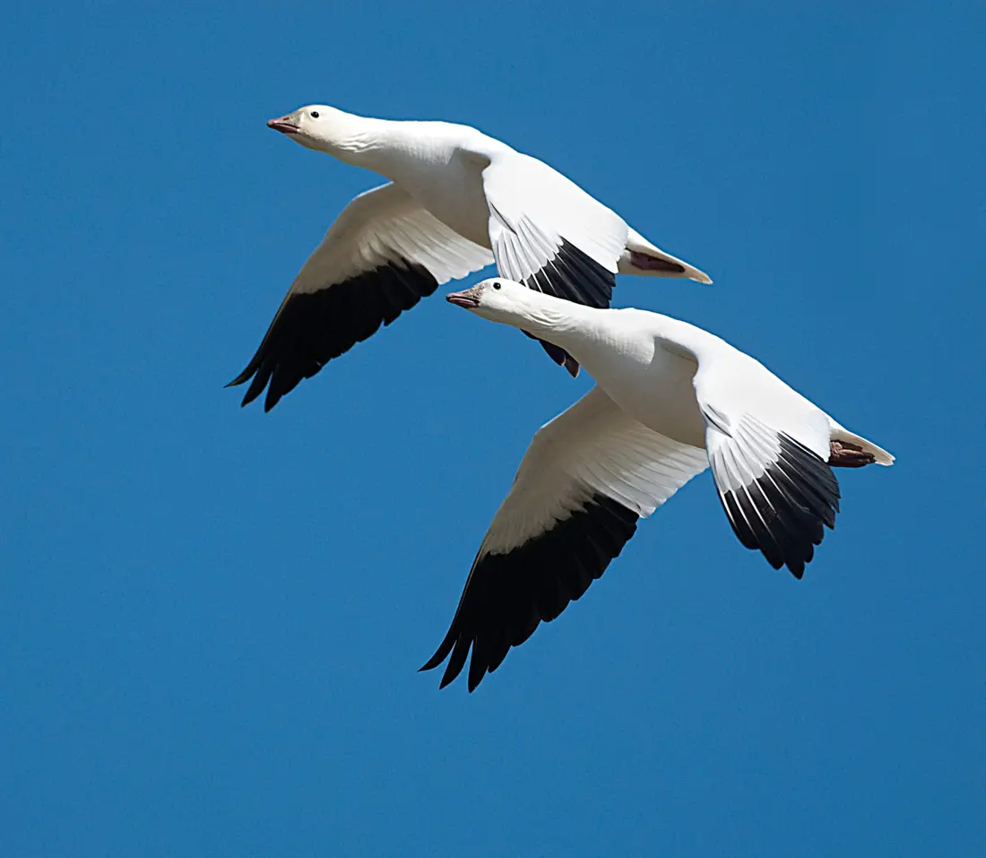 Goose in flight
