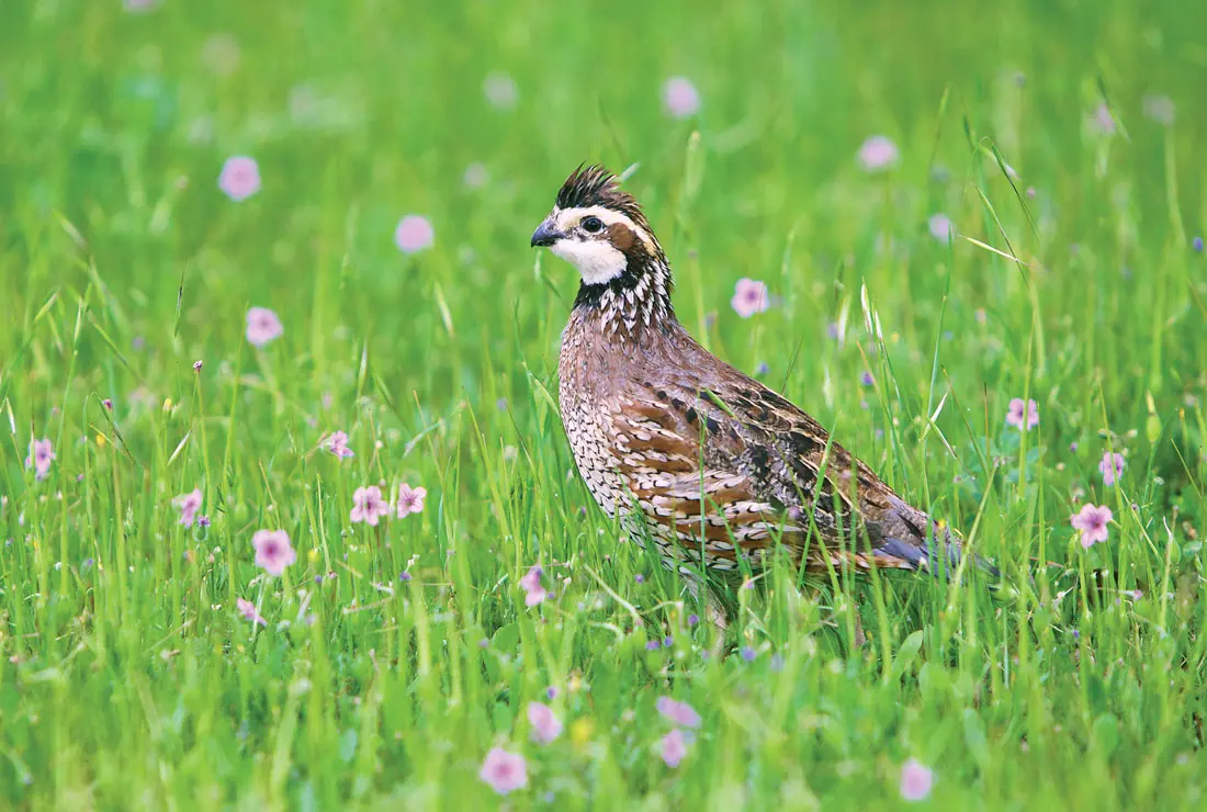 Quail in a field