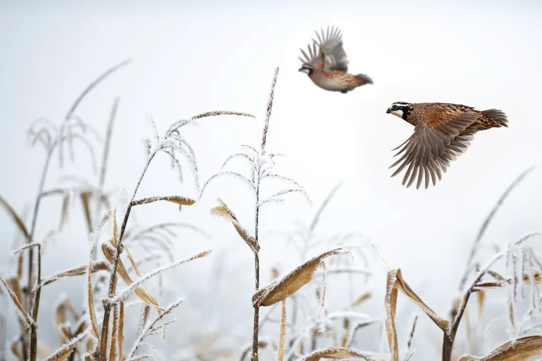 two birds in flight