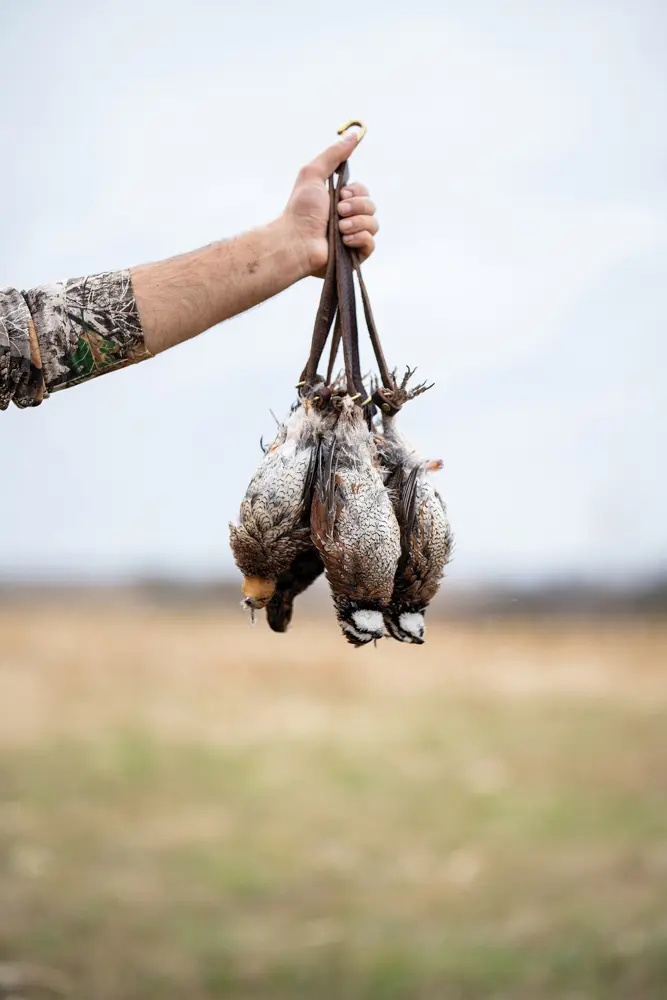 three quail in hand