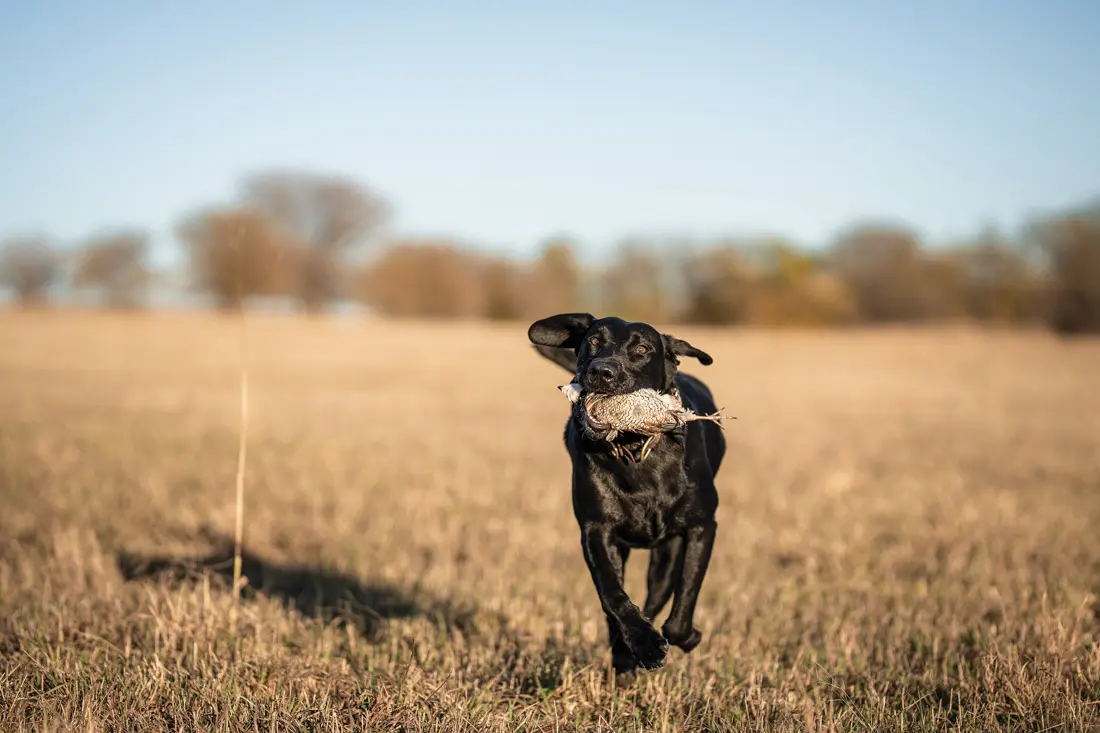 dog retrieving bird with mouth