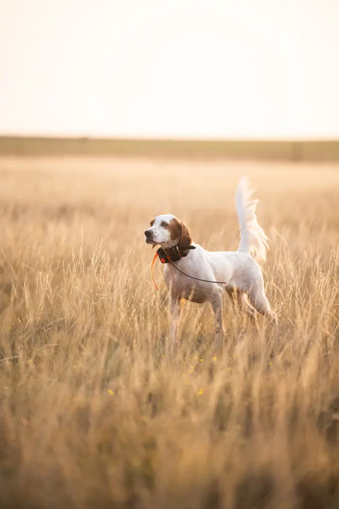 dog in a field