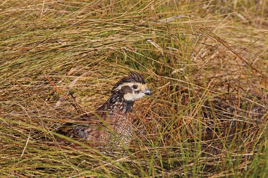 bird in grass